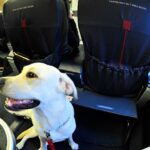 Delta Flight Dog Diversion MSP
