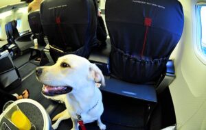 Delta Flight Dog Diversion MSP